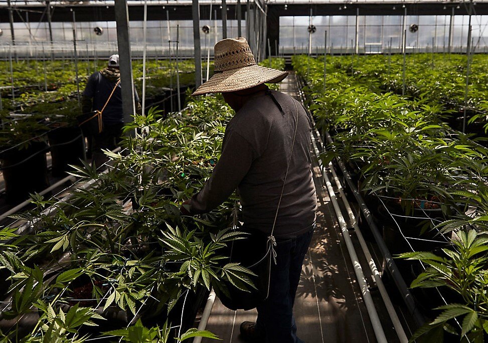 New York Cannabis office launches tool to help growers meet state's